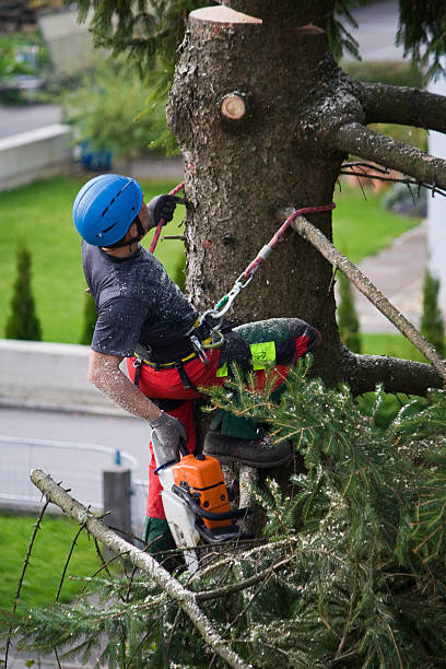 Best Tree Trimming and Pruning  in Chilton, WI