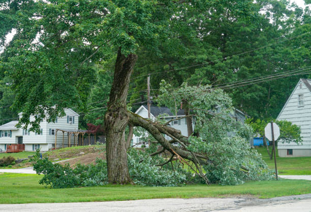 Best Tree Removal  in Chilton, WI