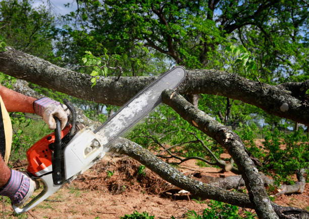 Best Tree Mulching  in Chilton, WI